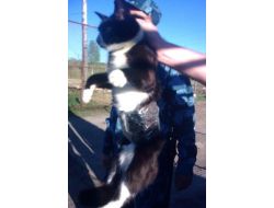 Rusya'da Cezaevine 2 Cep Telefonu Sokmaya Çalışan Kedi Yakalandı