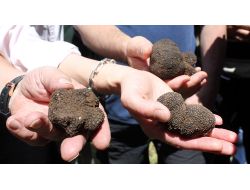 Bu Mantarın Kilosu 3 Bin 500 Euro'yu Buluyor