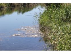 Zeytinli'de Onlarca Ölü Balık Dereleri Doldurdu
