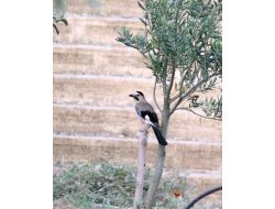 Mut'ta 6 Kuş Çeşidinin Varlığı Ortaya Çıktı