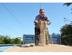 İç Anadolu Bölgesi'nde Yılın İlk Hasadı Yapıldı