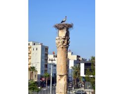 Silifke'de Leylekler Tarihi Yerleri Mesken Tuttu