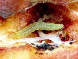 Tarım İl Müdürlüğü Yetkilileri Şeftali İçin 'İç Kurdu' Uyarısı Yaptı