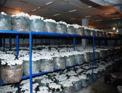 Üniversite Mezunu İşsiz Genç, Sydv Kredisiyle Mantar Yetiştiricisi Oldu