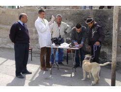 Mamak'ta Evcil Hayvanlara Kuduz Aşısı Yapılıyor