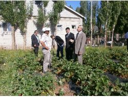Çilek Üreticisine Gıda Tarım Ve Hayvancılık Müdürlüğü'nden Destek