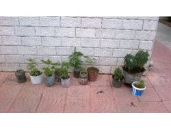 Edremit'te Uyuşturucu Operasyonu