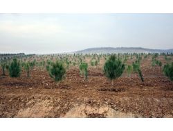 Eroğlu'ndan İstanbul'a İki Yeni Orman Ve 5 Milyon Fidan Müjdesi