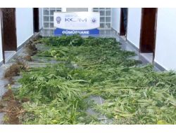 Gümüşhane'de Uyuşturucu Operasyonu