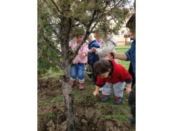 Gonca'lı Minikler Fidan Dikti