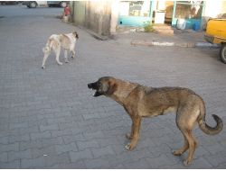 Kağızman’da Sokak Köpekleri Vatandaşın Korkulu Rüyası