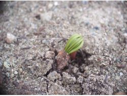 Eroğlu: Erciyes Dağı'nı Zümrüt Yeşile Bezedik