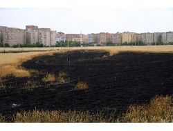 Sigara İzmariti Buğday Tarlasını Yaktı