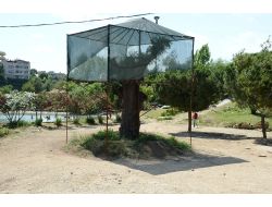 Büyükşehir Anıt Ağaçları Koruma Altına Aldı