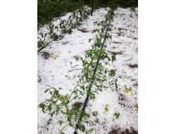 Kayseri’de Dolu Yağışı Ekili Arazilere Zarar Verdi