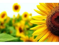 Kivi Bağırsağa, Mango Terlemeye İyi Geliyor