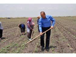 Başkan Sözlü İşçilerle Çapa Yaptı