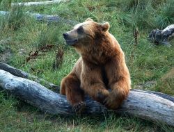 Ölü Taklidi Yaparak, Ayı Saldırısından Yaralı Kurtuldu