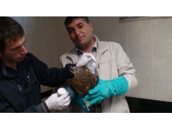 Yaralı Şahinin İmdadına Zabıta Yetişti