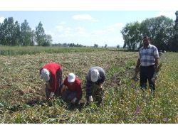 Yozgat’ta Sarımsak Hasadı Başladı