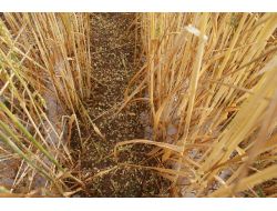 Kırıkkale’de Dolu, Ekili Alanın Yarısına Zarar Verdi