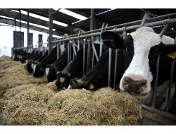 Bakanlık: Şap Hastalığından Binlerce Hayvan Öldüğü Yalan