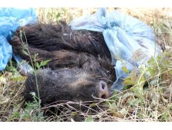 Tarlasında Parçalanmış Domuz Leşi Buldu