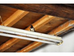 Tunceli'nde Köy Kahvehanesini Kırlangıçlar Mesken Uttu