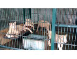 Tayland Polisi 14 Aslan Ele Geçirdi!