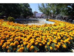 Çubuk'ta Parklar Ve Caddeler Çiçek Açtı