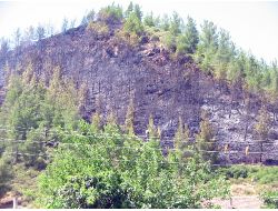 Marmaris’te 5 Dönüm Çam Ormanı Yandı