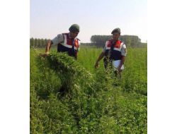 Edirne'de 245 Bin 600 Kök Hint Keneviri İmha Edildi