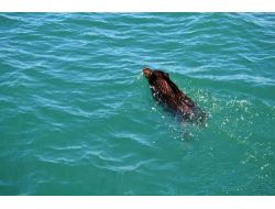 Ordu'da Denize Kaçan Domuzları Kurtarma Operasyonu