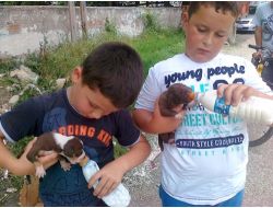 Köpek Yavrularına Minik Şefkatli Eller Uzandı