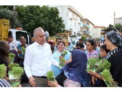 Fesleğen Mahallesi Fesleğen Kokacak