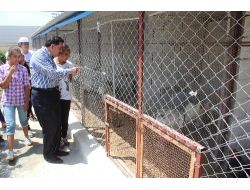 Sarıçamlı Yetim Ve Öksüzler Hayvanat Bahçesini Gezdi