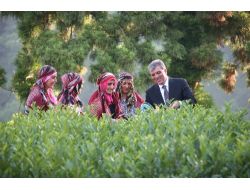 Gül, Rize’de Çay Hasadı Yaptı!