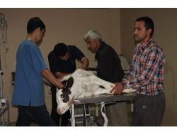 Buzağı, Ameliyatla Sağlığına Kavuştu