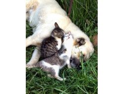 Kedi Ve Köpeğin Dostluğu Hayretler İçinde Bırakıyor