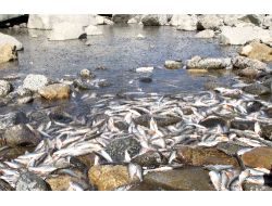 Yavrulama Döneminde Baraja Su Tutulunca Derelerdeki Balıklar Öldü