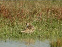 Bakanlık, Nesli Tükenen Bitki Ve Hayvan Türlerini Korumaya Aldı