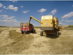 Kırıkkale’de Arpa Hasadı Başladı