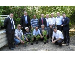 Sürmene’de Maviyemiş Fidanı Dağıtıldı