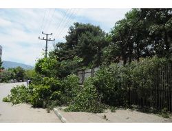 Ağaç Budamaya Tepki