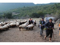 Orman Yangınlarını Çobanlar İhbar Edecek