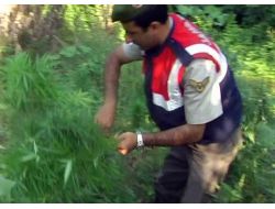 Evinin Bahçesine 2 Bin Kök Kenevir Ekmiş