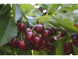 Tavas Kiraz Üretimine Yöneliyor