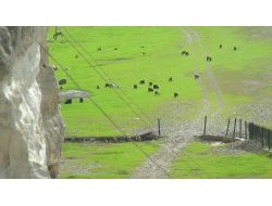 Çardaklar Mera Oldu