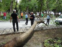 Alex Ve Lefter'in Ağacı Devrildi !