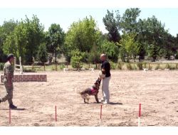 Jandarma Eğitimli At Ve Köpeklerinin Gösterisi Nefesleri Kesti